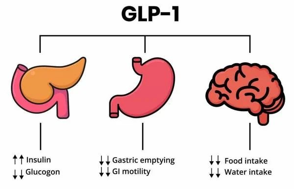 GLP-1 – organes cibles : pancréas, estomac et cerveau (schéma)