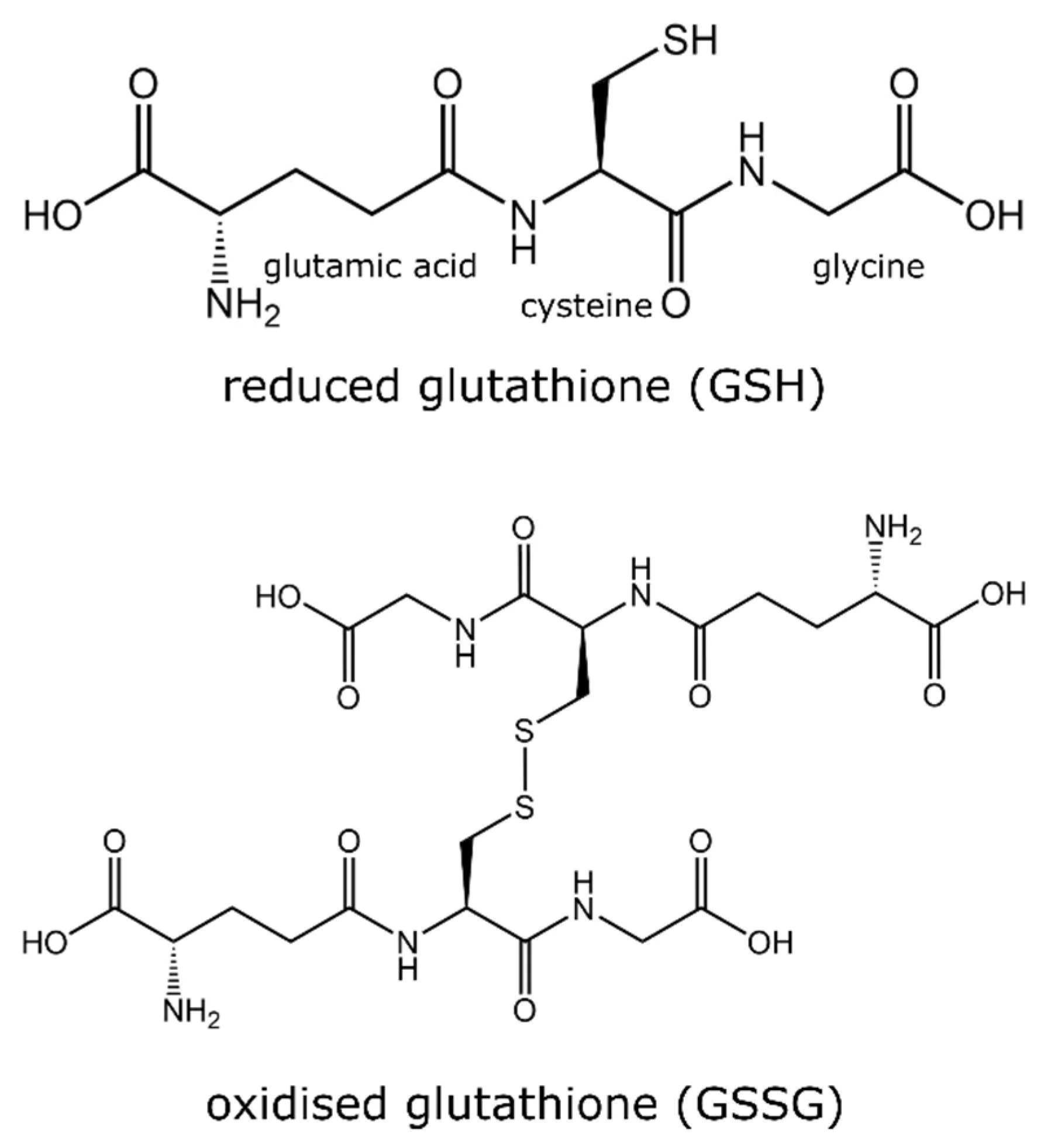 Structures du glutathion réduit (GSH) et du glutathion oxydé (GSSG)