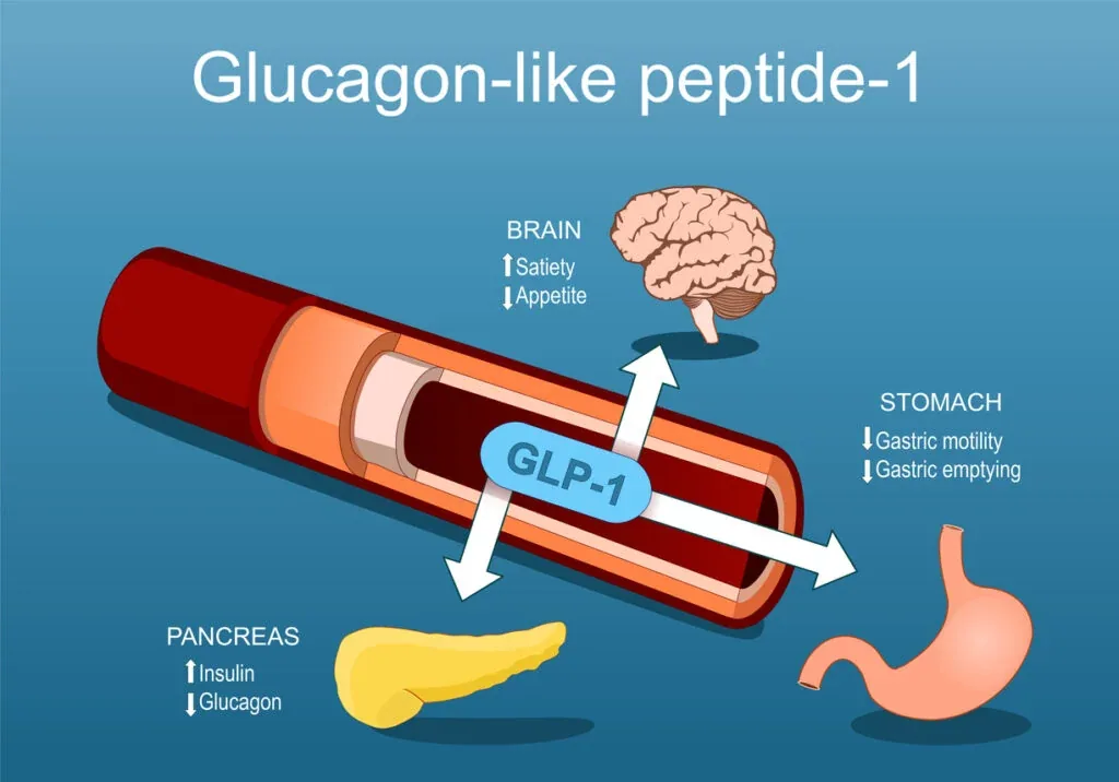 Les agonistes du GLP-1 dans la littérature : sémaglutide, tirzépatide, cagrilintide et retatrutide